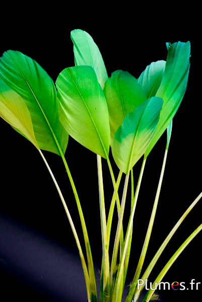 Panicule cigno seta - 25-30 cm - lime-smeraldo